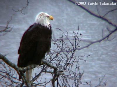 bald eagle 02